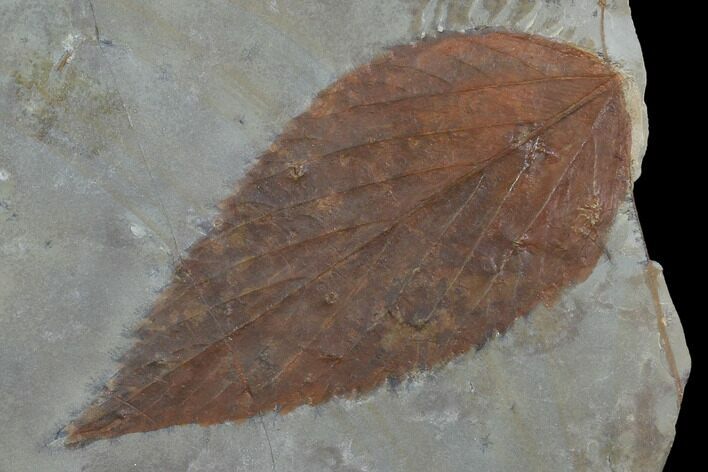Fossil Hackberry (Celtis) Leaf - Montana #102276